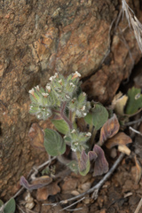 Phacelia phacelioides