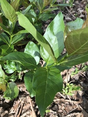 Cephalanthus occidentalis