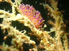 Unidentia aliciae
