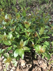 Cephalanthus occidentalis