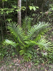 Zamia erosa