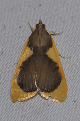 Prooedema inscisalis