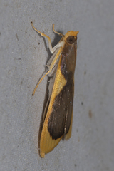 Prooedema inscisalis