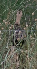 Rhynchotus rufescens