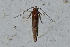 Labdia semicoccinea