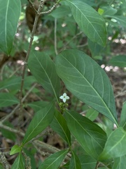 Eumachia microdon