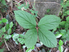 Chloranthus