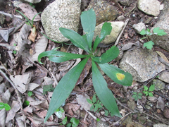 Lilium tsingtauense