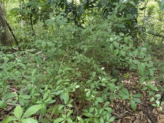 Eumachia microdon
