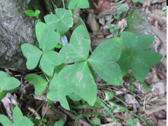 Oxalis obtriangulata