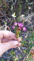 Kalmia microphylla occidentalis