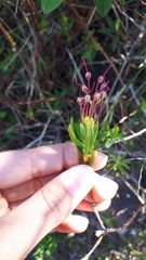 Kalmia microphylla occidentalis