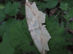 Pareclipsis gracilis