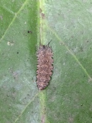 Dasysyrphus bilineatus