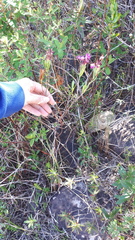 Kalmia microphylla occidentalis