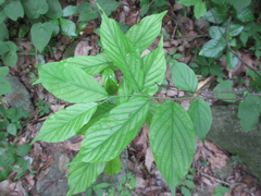 Rhamnella franguloides