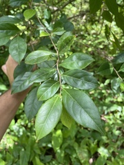 Casearia aculeata