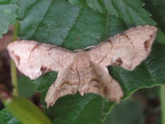 Dysaethria moza