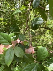Casearia aculeata