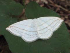 Ditrigona conflexaria