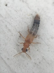 Distremocephalus texanus