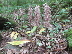 Cremastra appendiculata variabilis