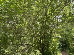 Casearia aculeata