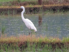 Ardea alba