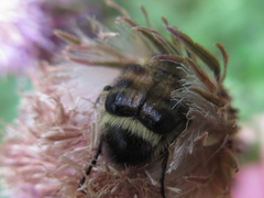 Lasiotrichius succinctus