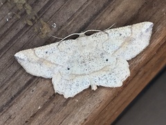 Euchlaena marginaria