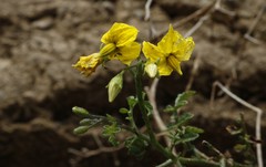 Solanum arcanum