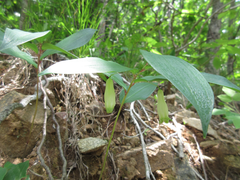 Polygonatum lasianthum
