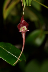 Pleurothallis ruberrima
