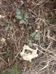 Corydalis magadanica