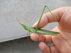 Acrida cinerea