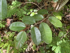 Chrysophyllum oliviforme