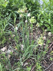Allium