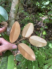 Chrysophyllum oliviforme