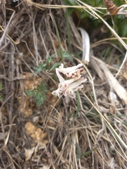 Corydalis magadanica