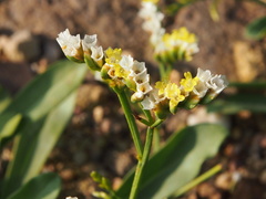 Limonium sinense