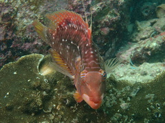 Pteragogus enneacanthus
