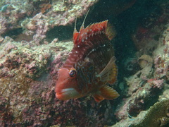 Pteragogus enneacanthus