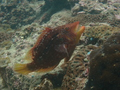 Pteragogus enneacanthus