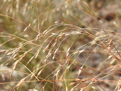 Eriachne pallescens