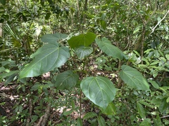 Thespesia grandiflora