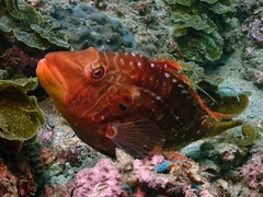 Pteragogus enneacanthus