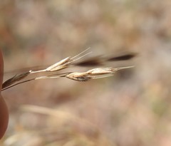 Eriachne pallescens
