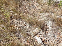 Eriachne pallescens