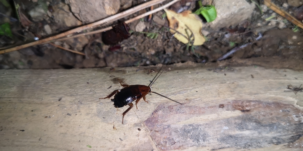 Moluchia strigata