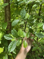 Casearia aculeata